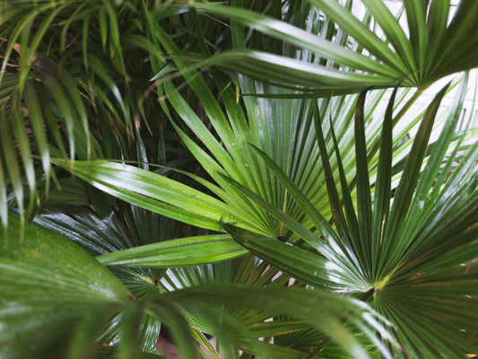 Palm