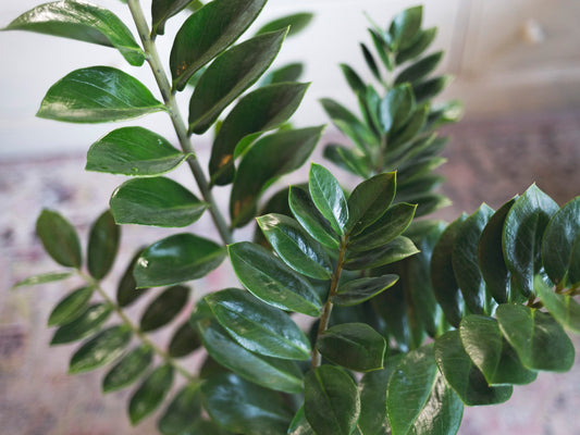 Zamioculcas