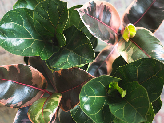 Ficus