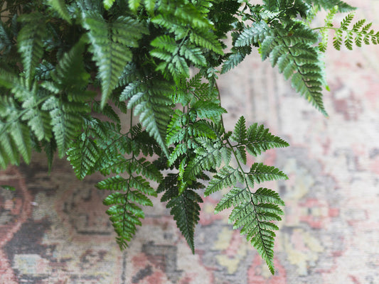 Fern