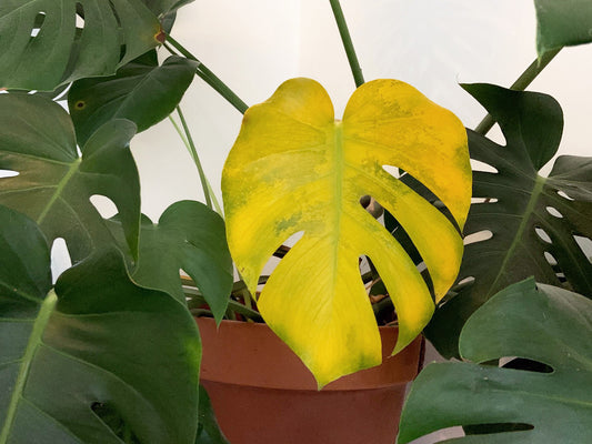 Plant Diseases