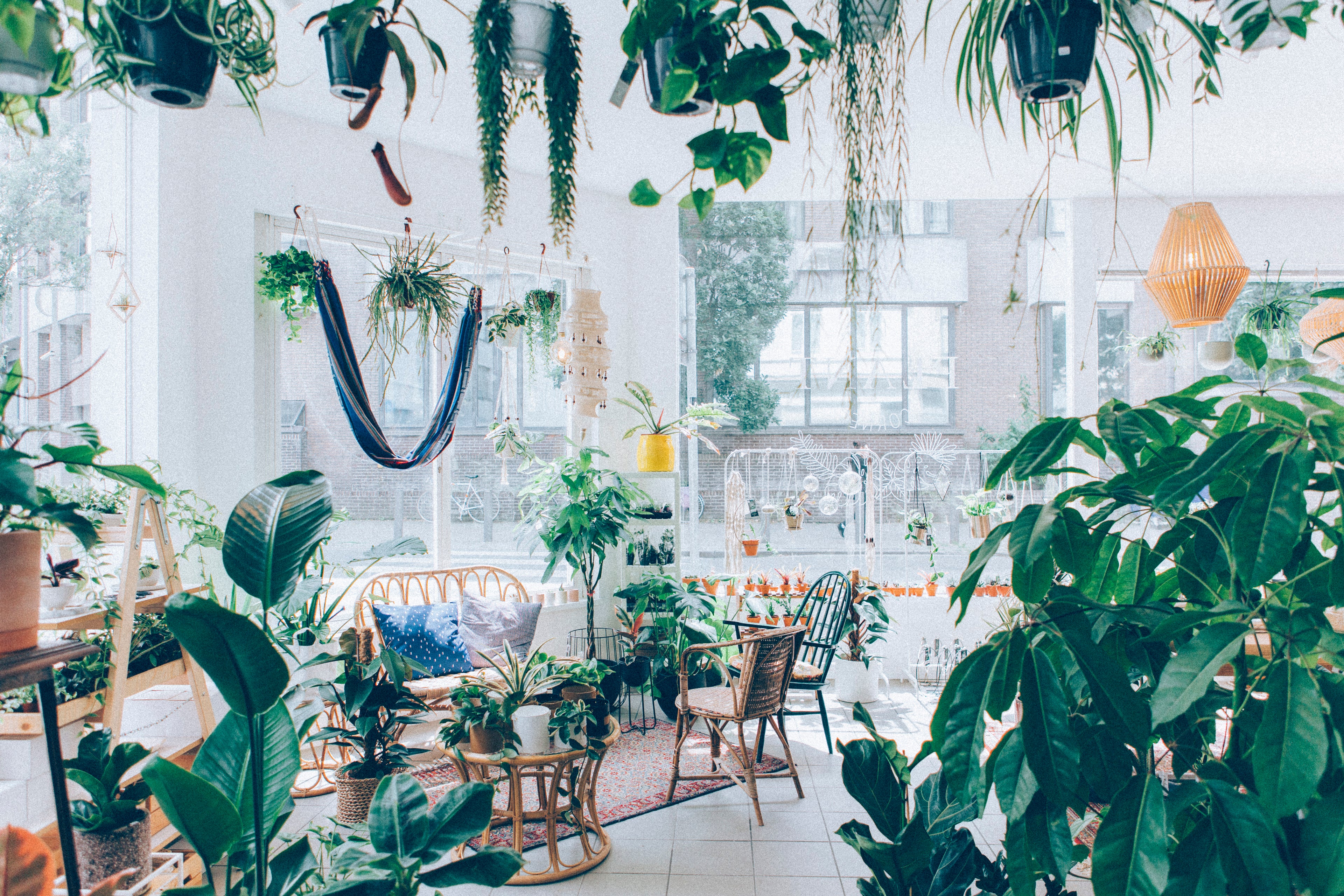the plant corner