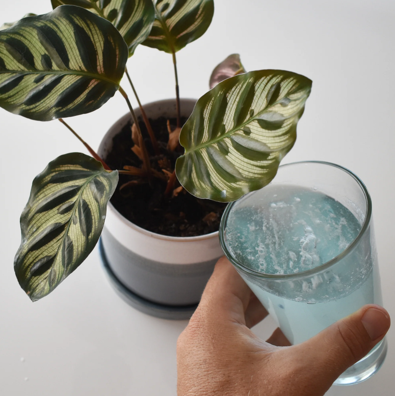 Instant Plant Food (4 tablets)