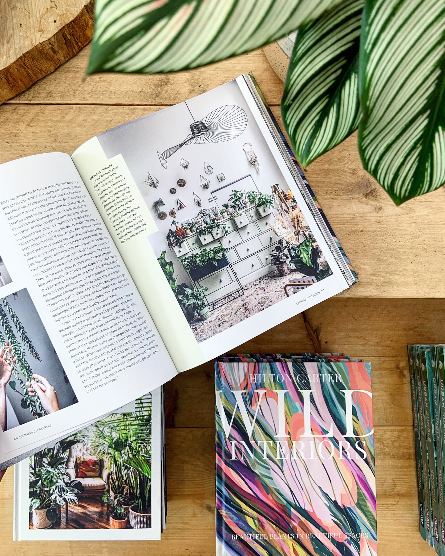 Wild Interiors (featuring The Plant Corner)