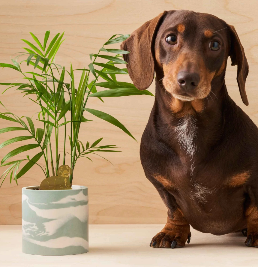 Plant animals
