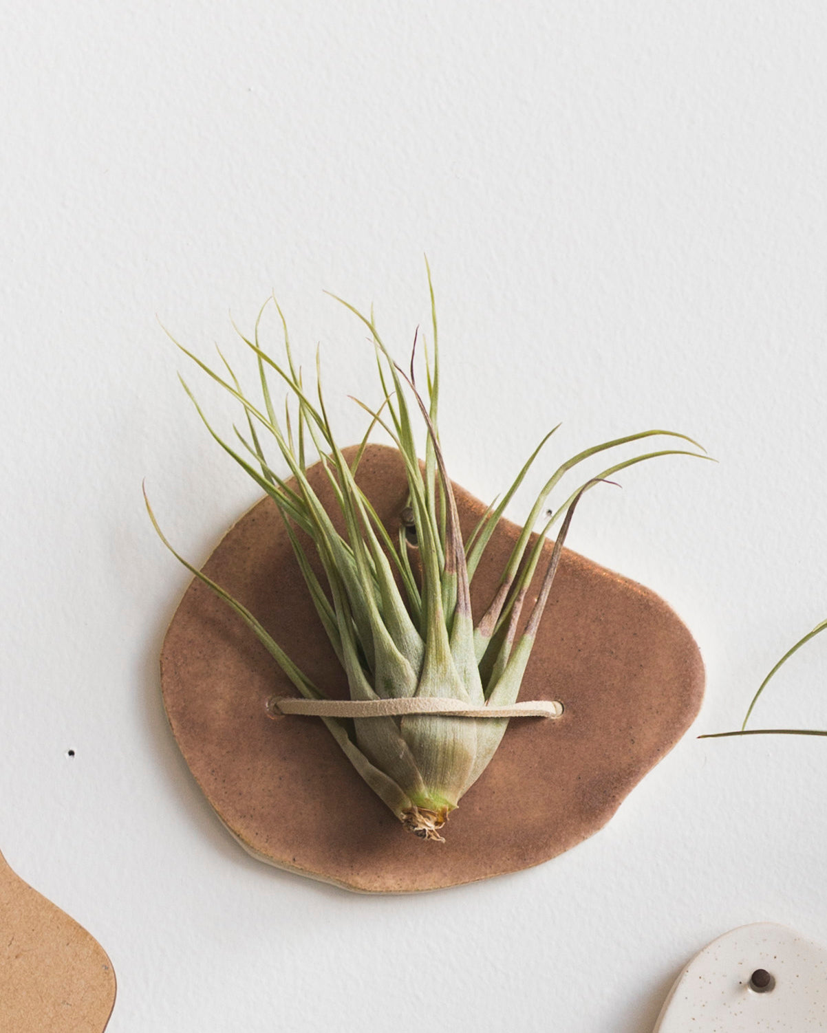 Ceramic airplant wall holder