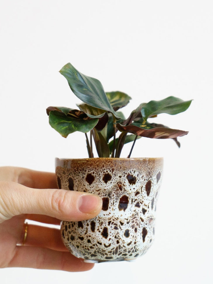 Speckle pot small