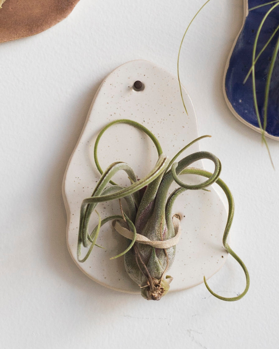 Ceramic airplant wall holder