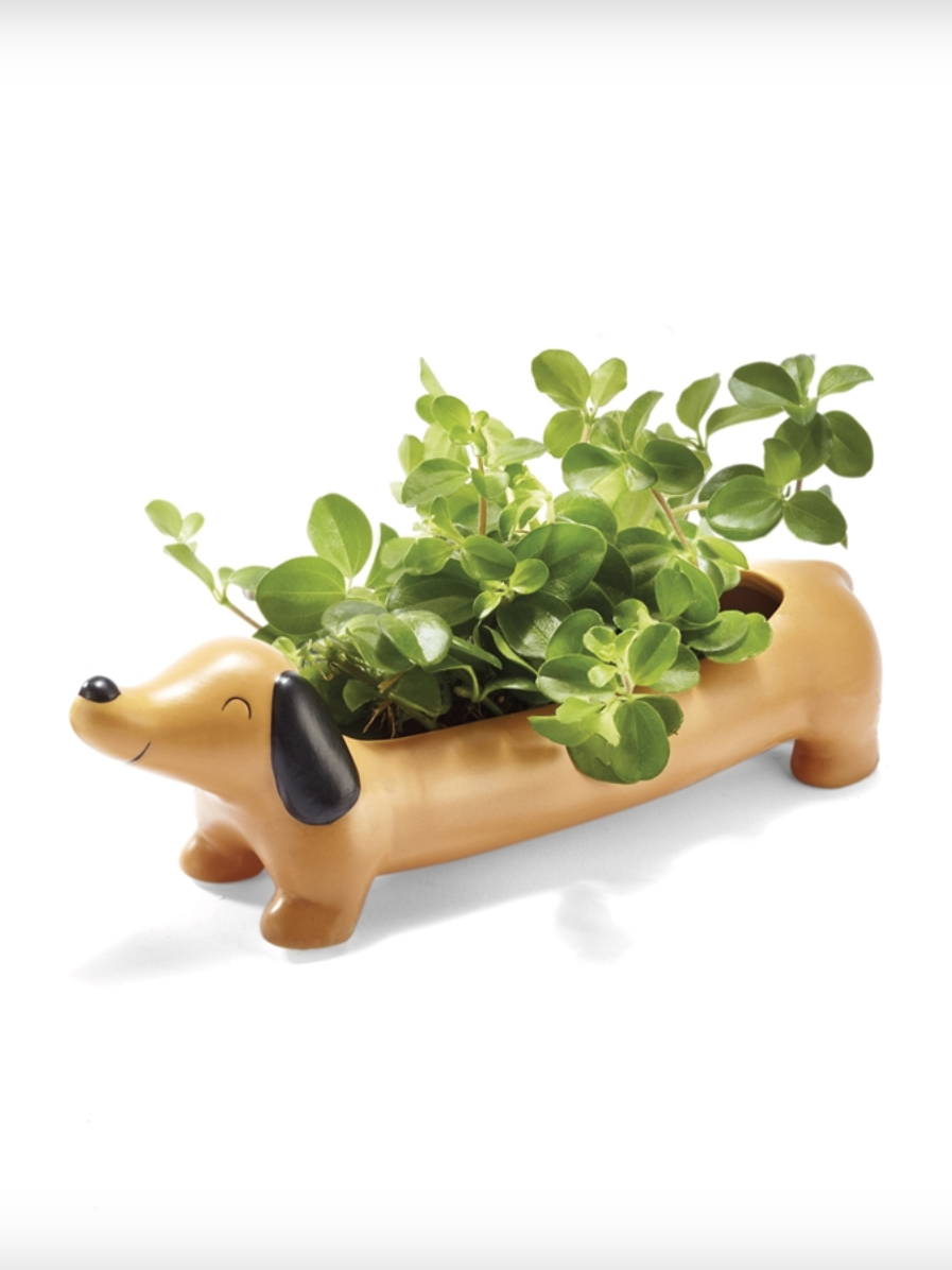 The dachshund planter