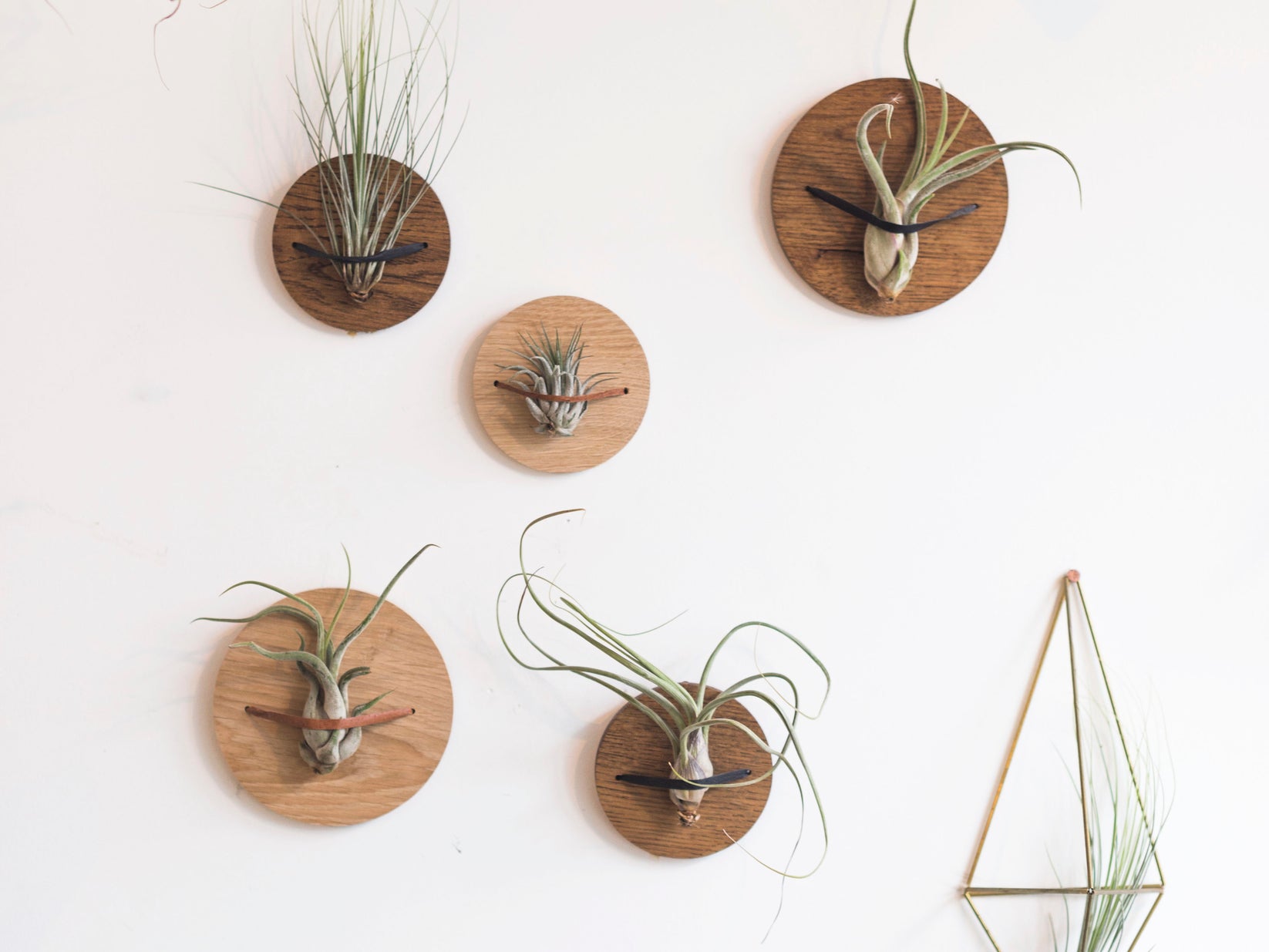 wooden wall hanger small The Plant Corner