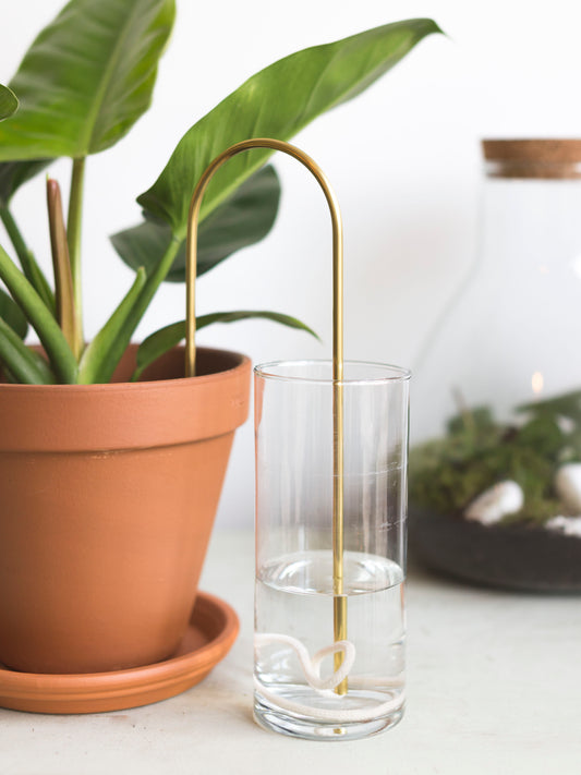 Plant watering straw