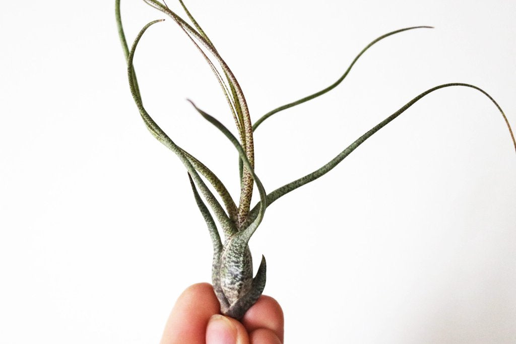 Butzii airplant