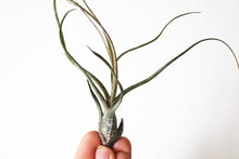 Butzii airplant