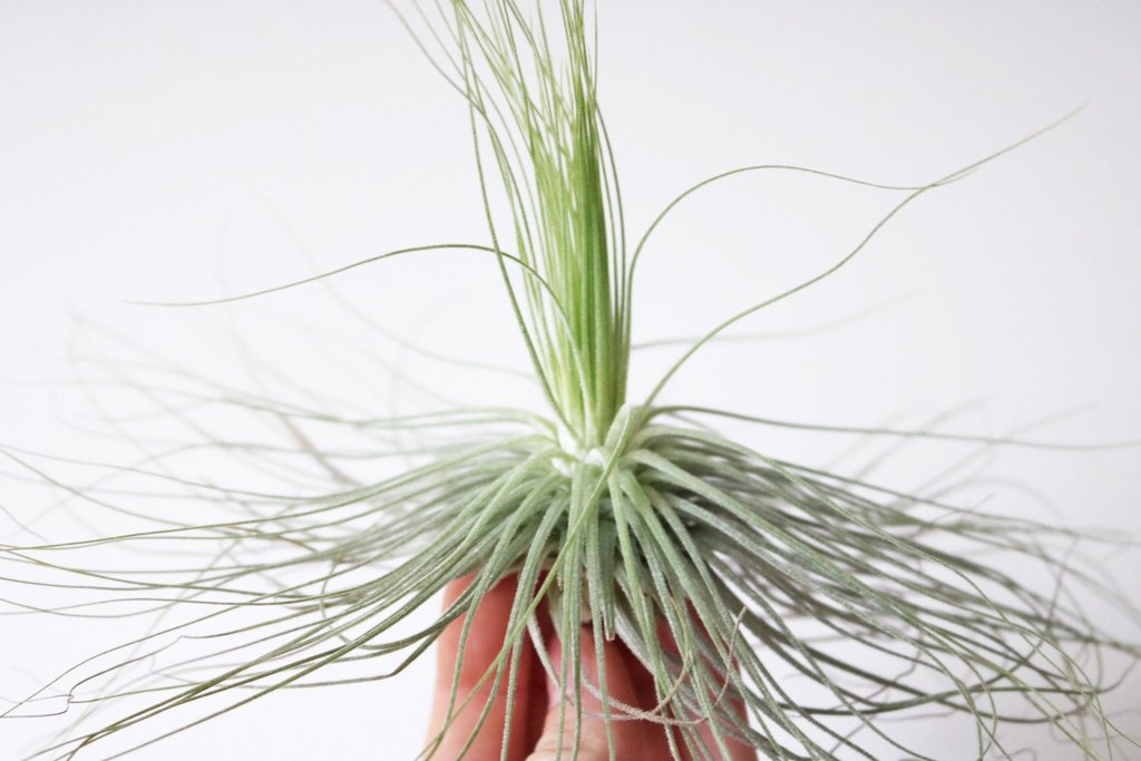 Magnusiana airplant