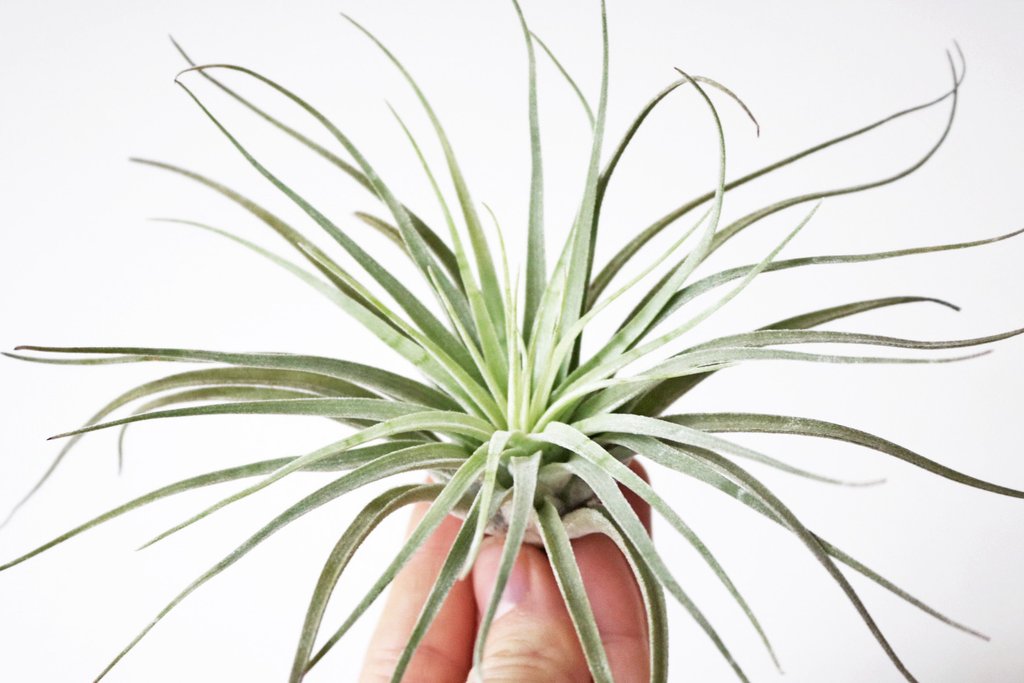Oaxacana airplant
