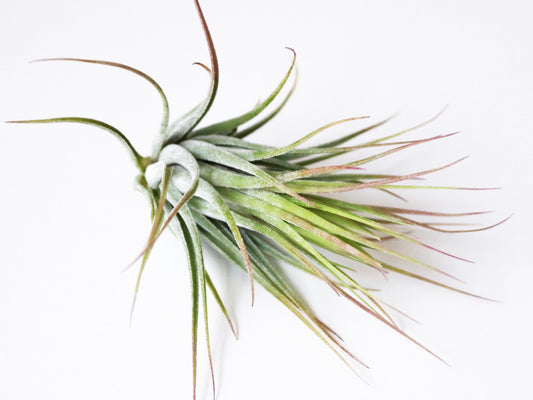 Scaposa airplant