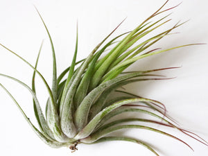 Scaposa airplant
