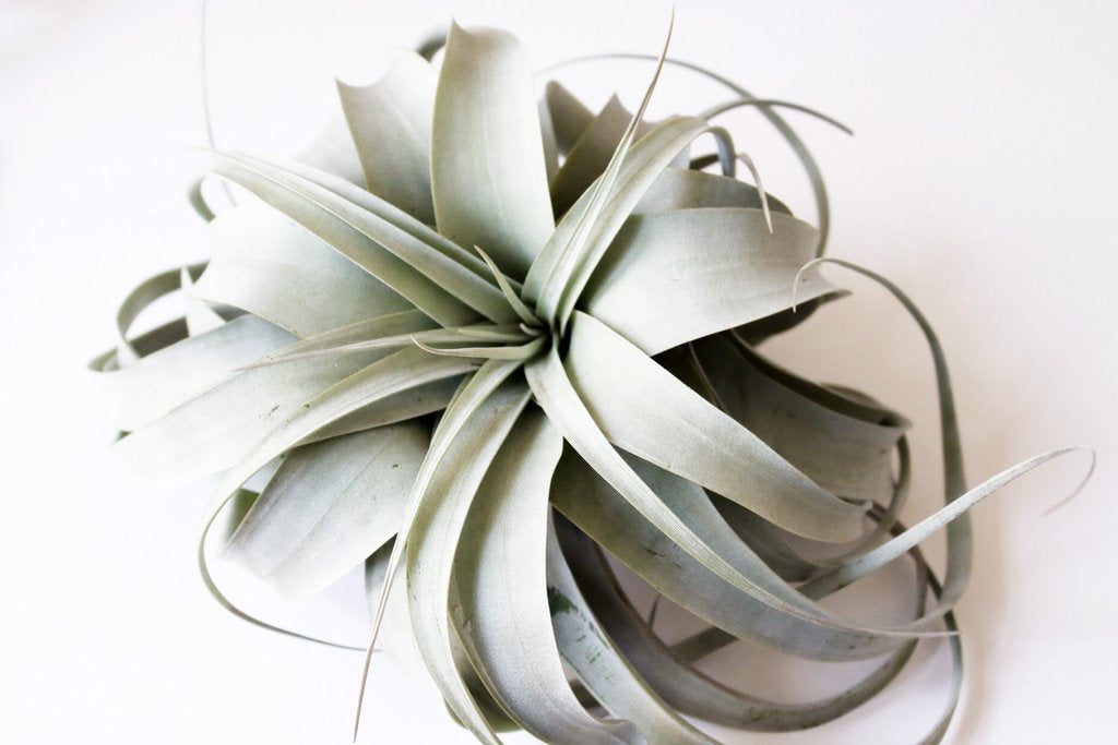 Xerographica airplant