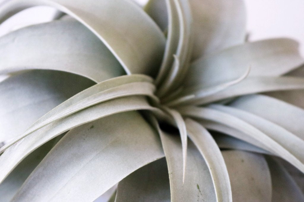 Xerographica airplant